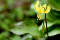 黄色いカタクリの花