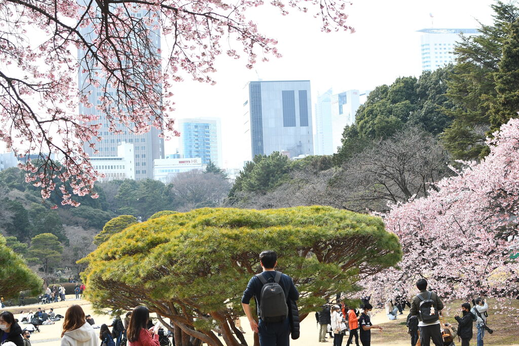 桜とドコモタワー