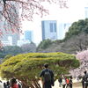 桜とドコモタワー