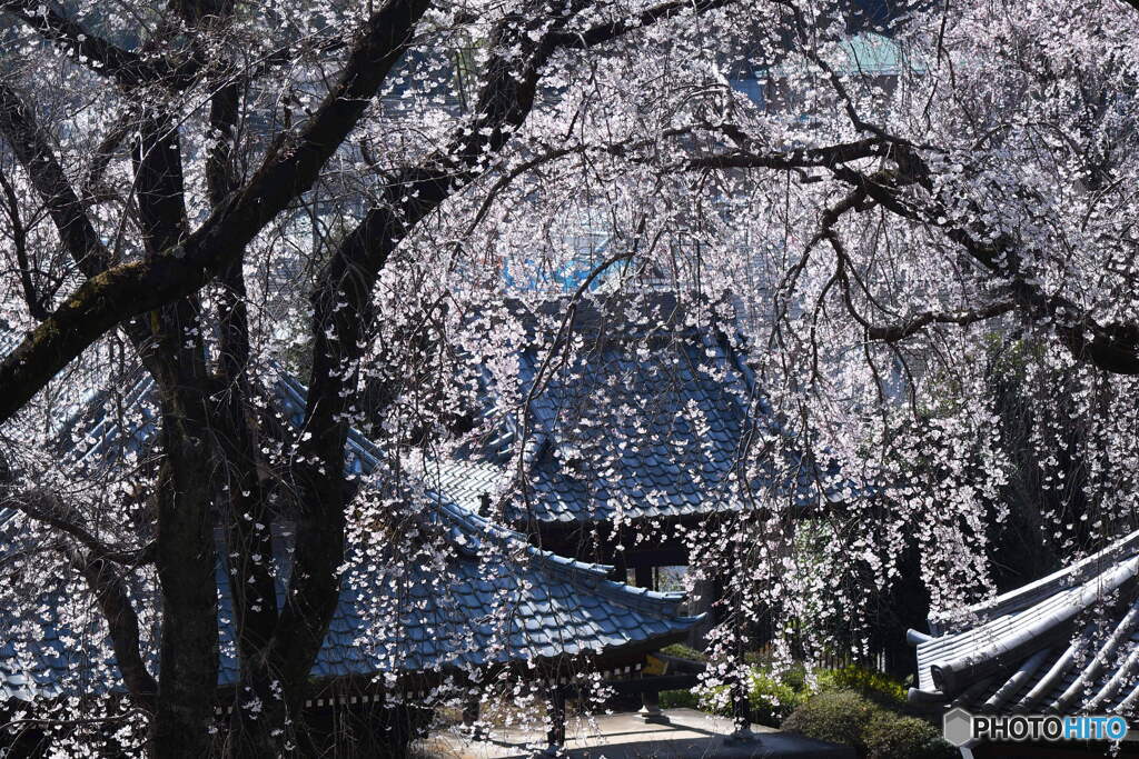 宏善寺の枝垂桜⑤