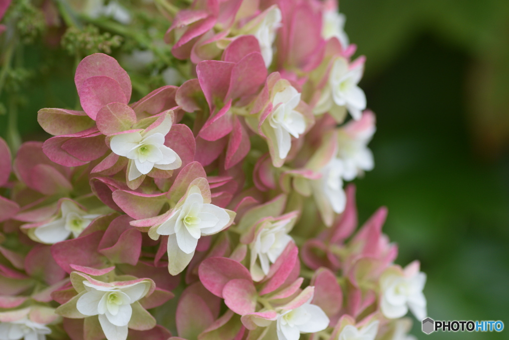 気になっている お花