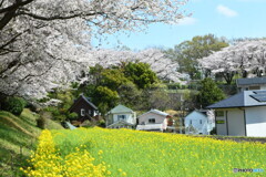 尾根緑道の桜①