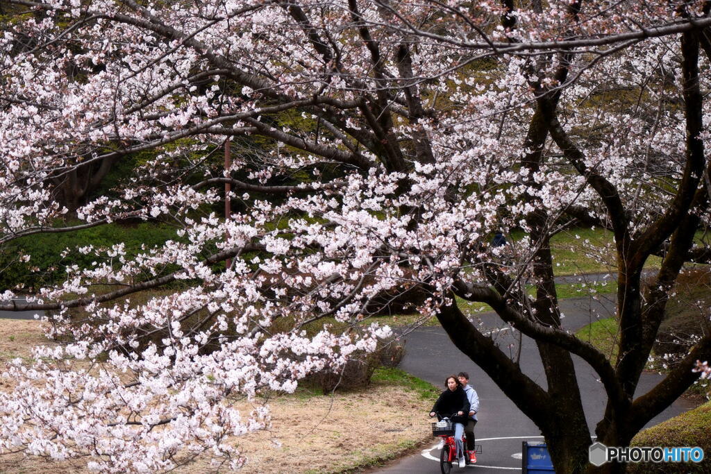 自転車でお花見