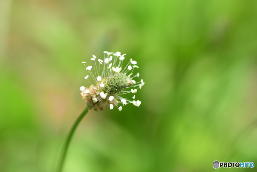 道端の元気な草花