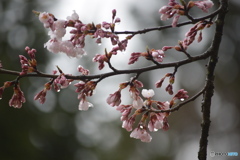 桜が咲きました♪