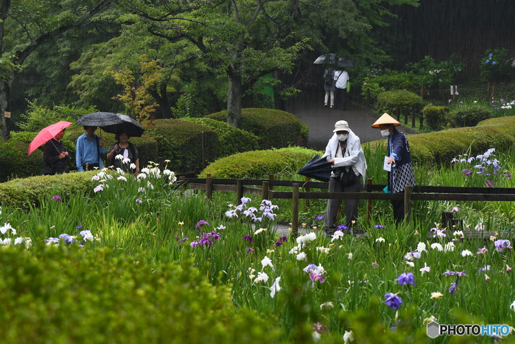 雨にも負けず