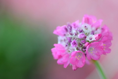 初めて見る花