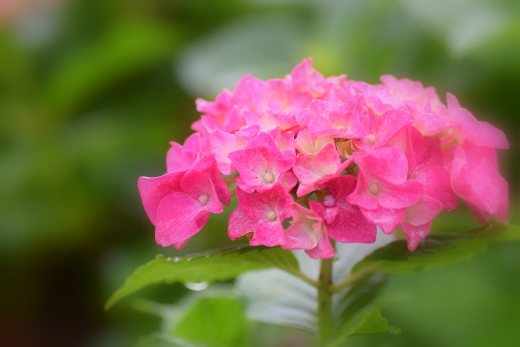 紫陽花 ④
