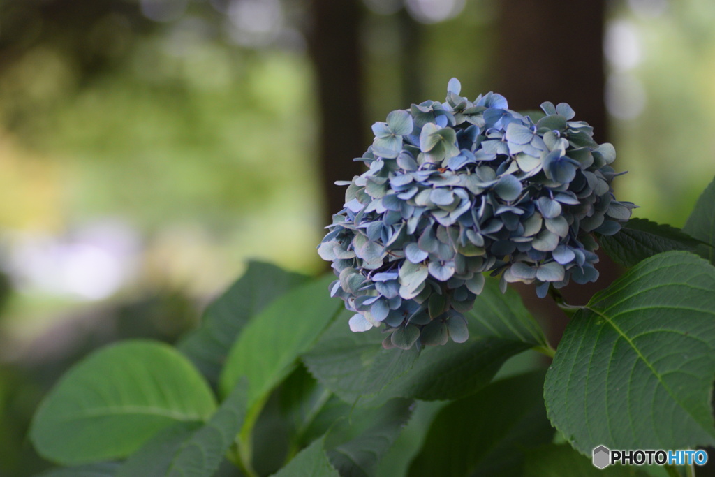 神社の紫陽花