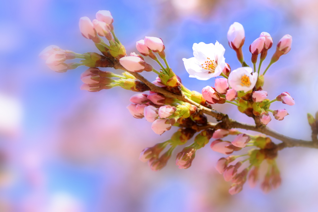 やっと 桜が咲きました♪