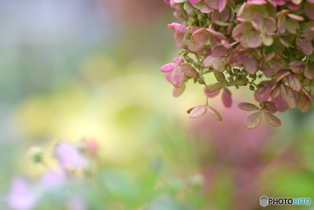 １０月の紫陽花