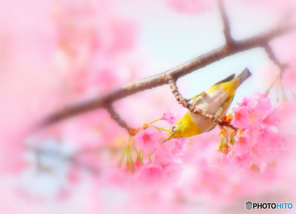 河津桜とメジロさん④