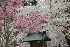 紅白の桜 満開
