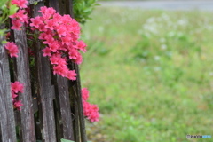 「おはよう」と、顔を出して挨拶してくれました。