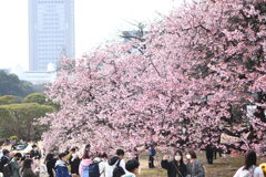 桜に大喜び