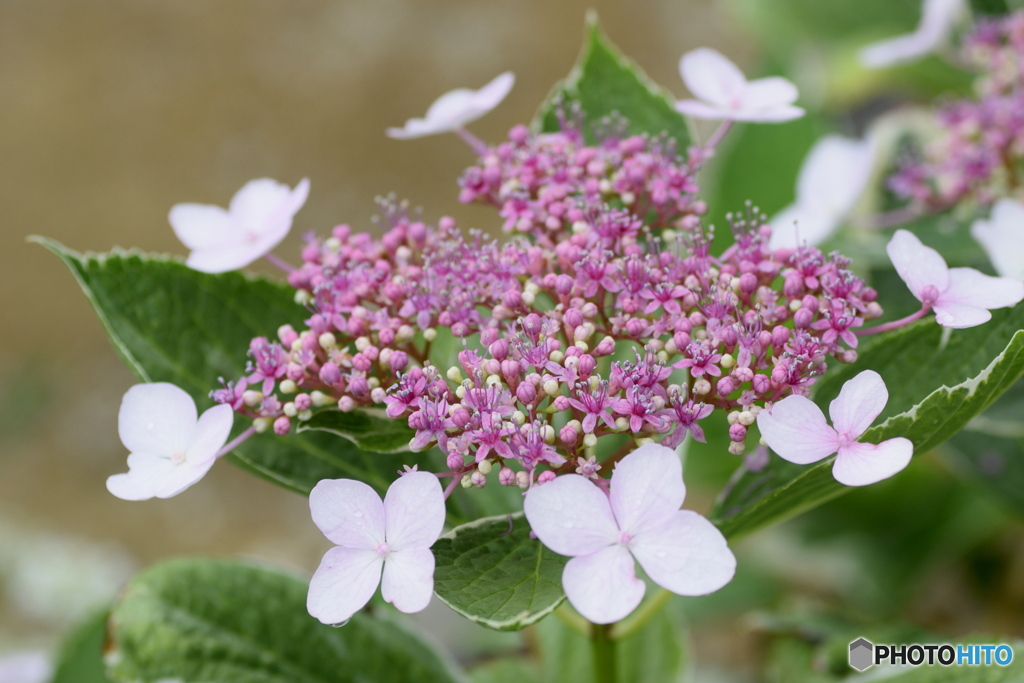 世界で一つだけの花