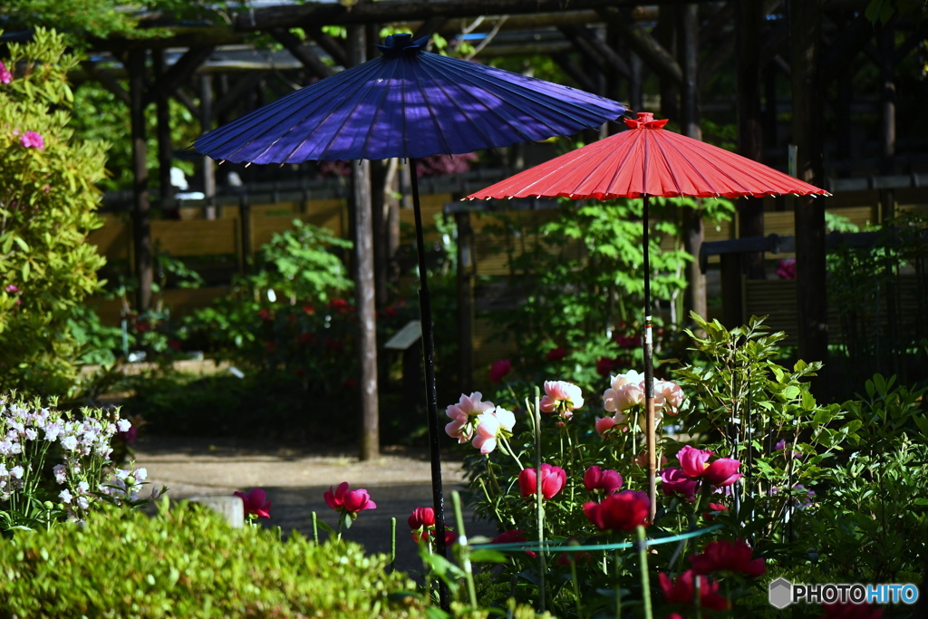 町田ぼたん園