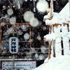 今朝は吹雪でした