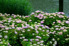 雨の土門拳記念館の 紫陽花