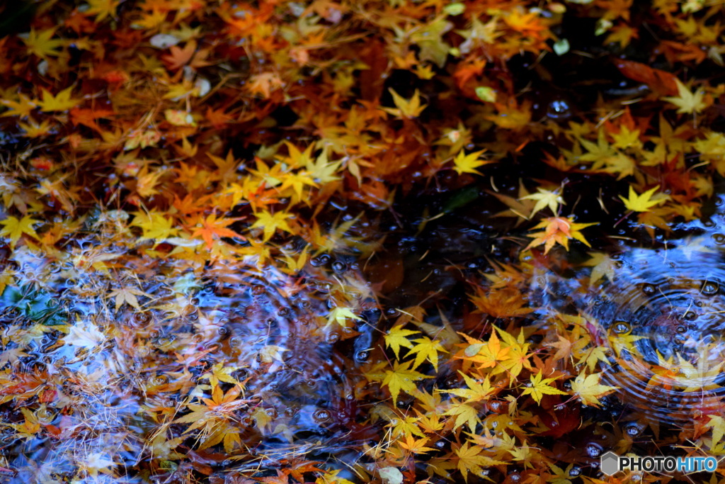 落ち葉がいっぱいの 雨の朝 ②