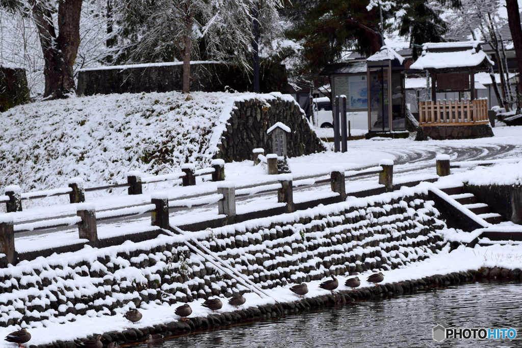 今朝は雪景色