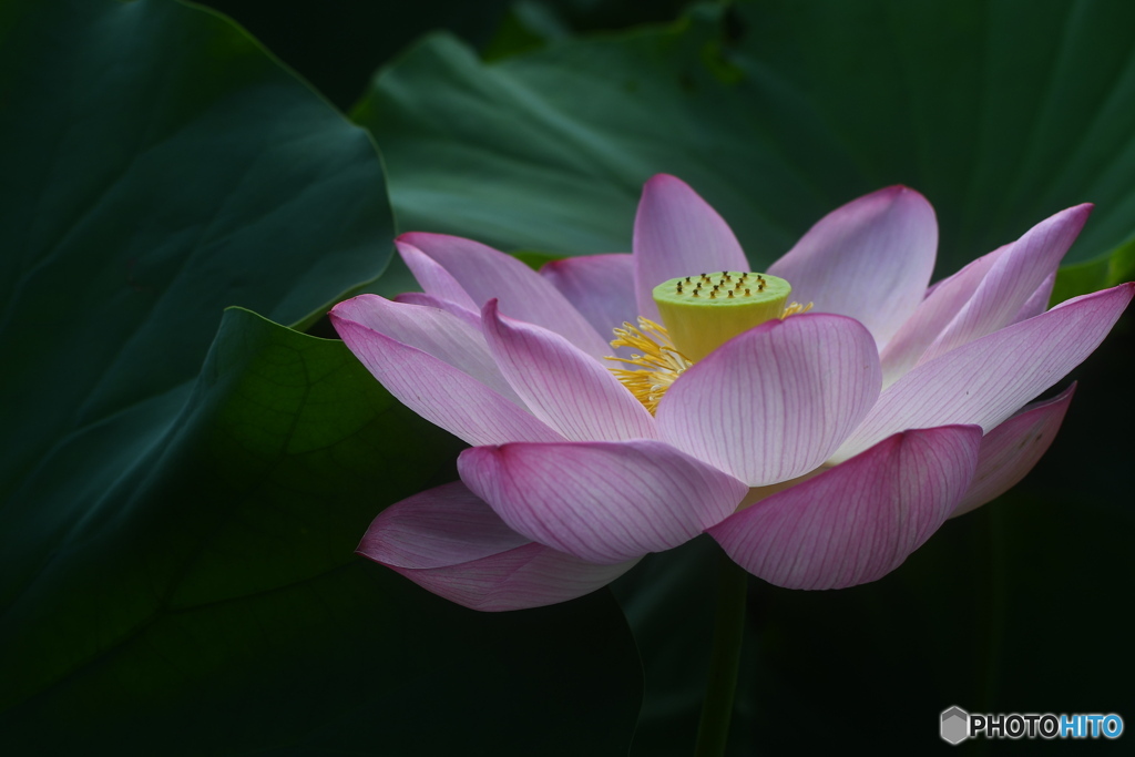 色っぽい蓮のお花