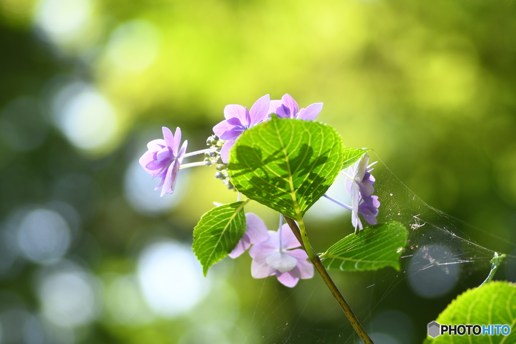 紫陽花と影