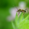 こっちを向いてくれた 虫さん