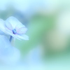 ８月の紫陽花