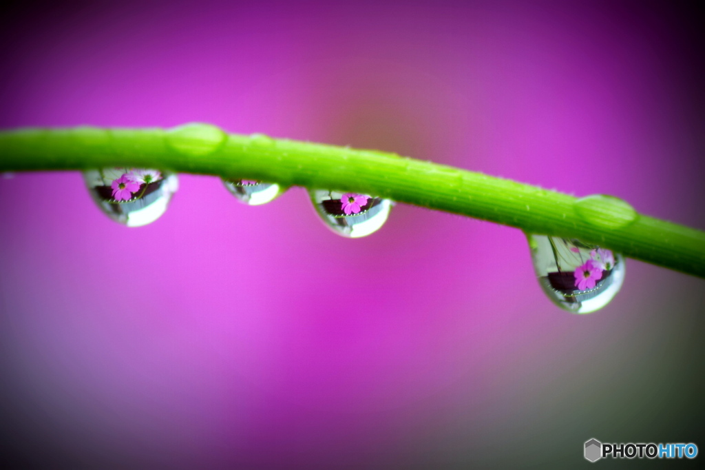 コスモスロードで