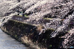 恩田川の桜②