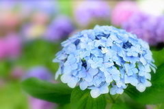 色とりどりの紫陽花が