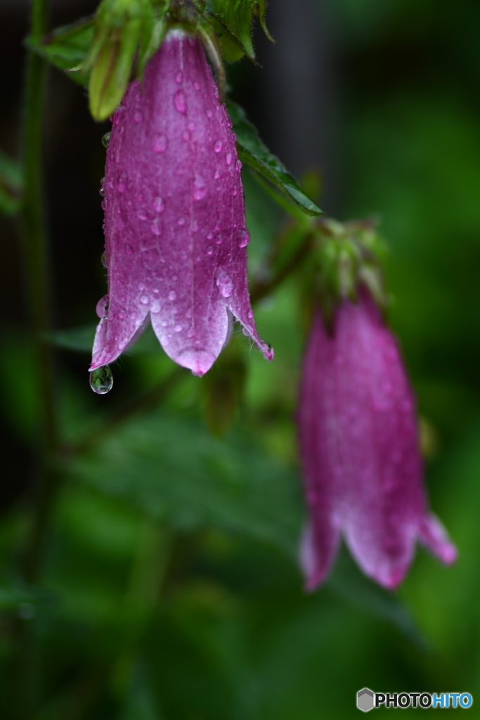 今日は雨になりました①