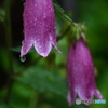 今日は雨になりました①