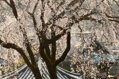 宏善寺の枝垂れ桜④