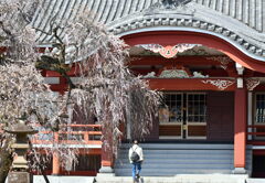 宏善寺と 枝垂れ梅