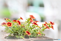 可愛いお花さん