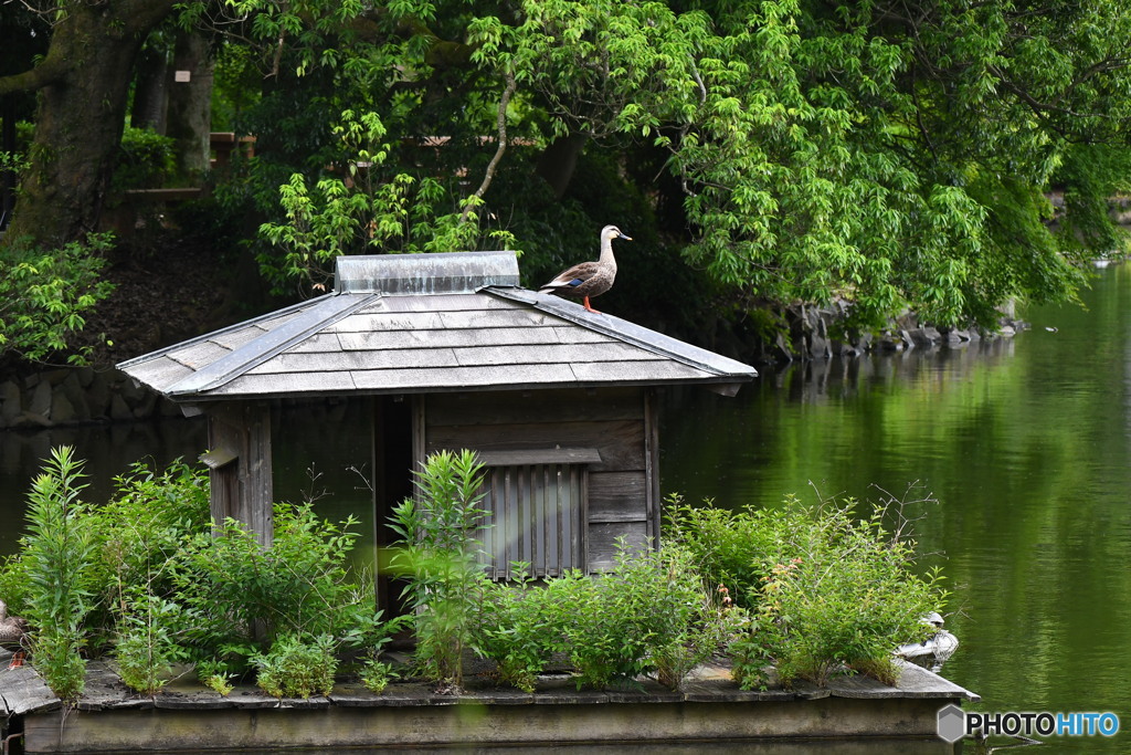屋根の上のカモさん