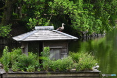 屋根の上のカモさん