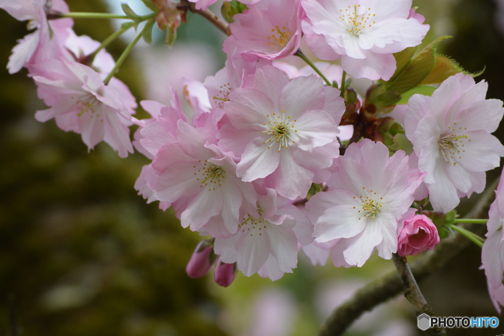 今年の桜は美人が多過ぎます