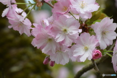 今年の桜は美人が多過ぎます