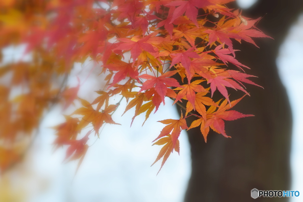 もう少し 紅葉を楽しみたい