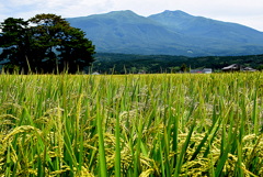 田んぼと鳥海山