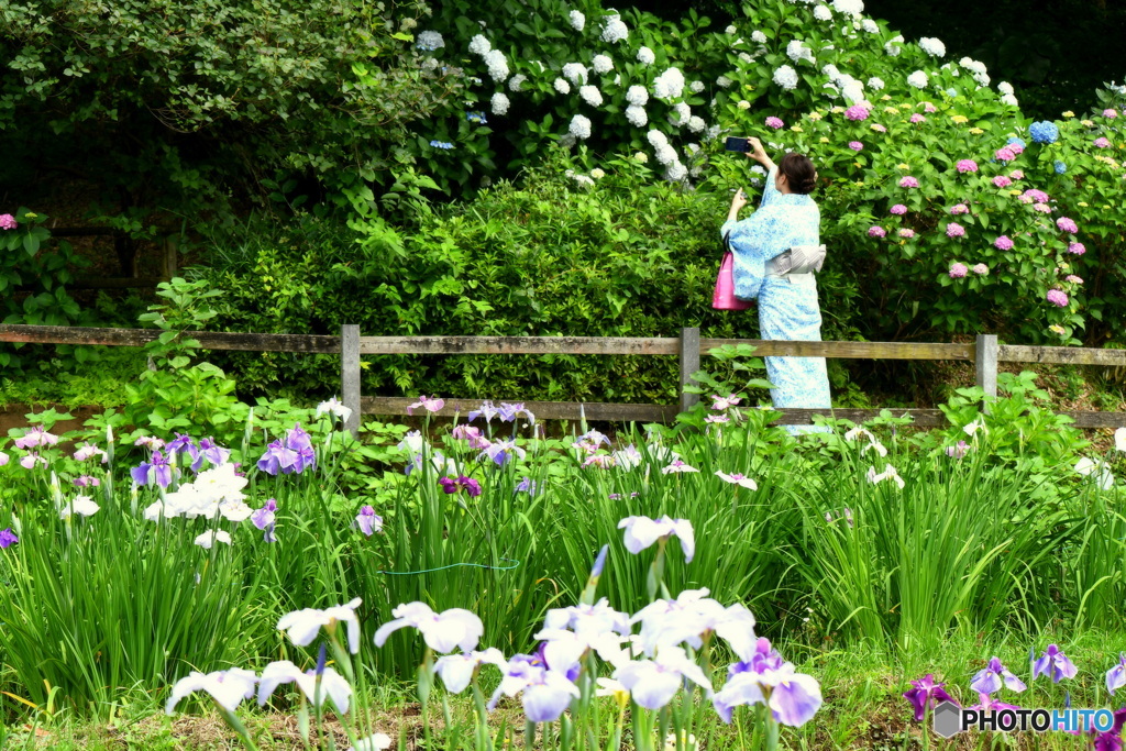 紫陽花を撮る女性