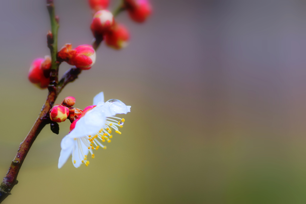 公園の梅の花