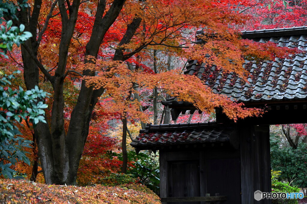 薬師池公園の紅葉
