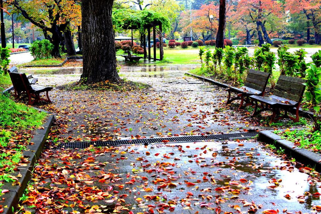 雨の朝のお散歩