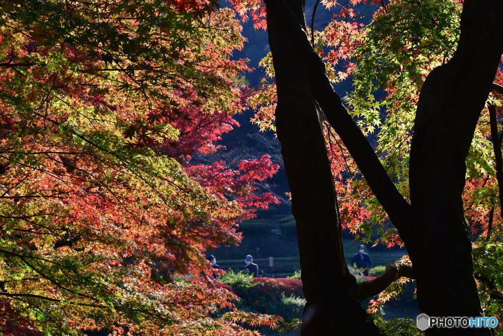 薬師池公園のお散歩