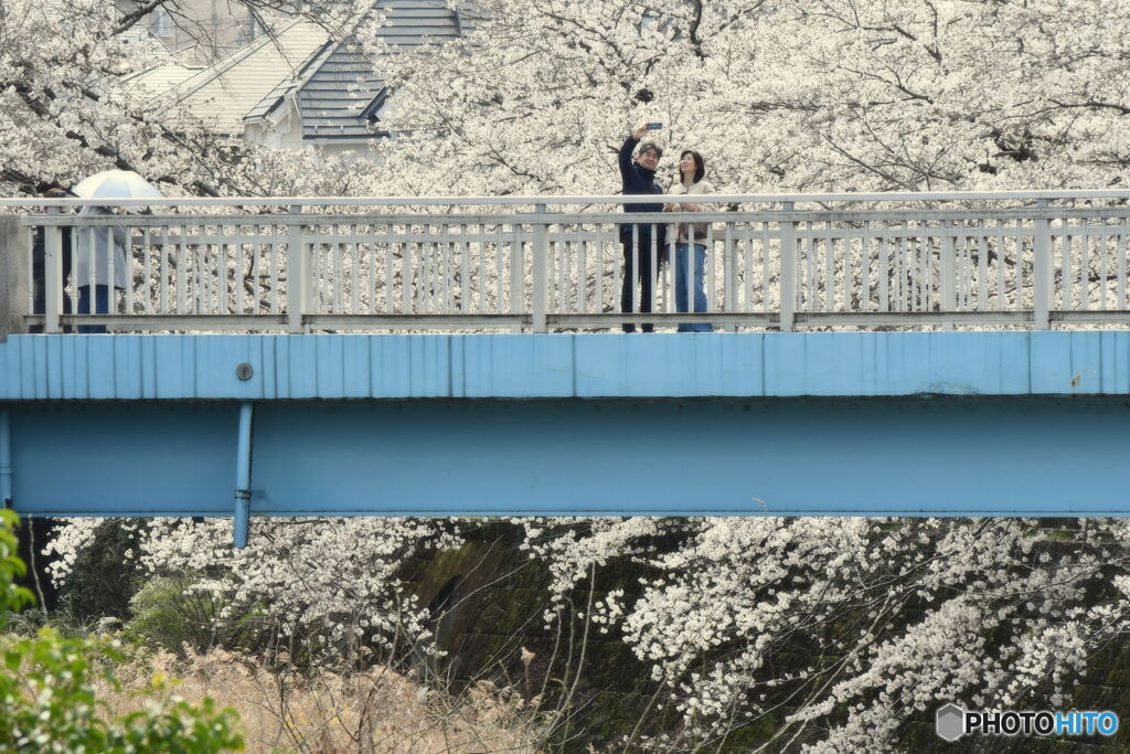 満開の桜①