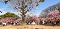 代々木公園の河津桜③